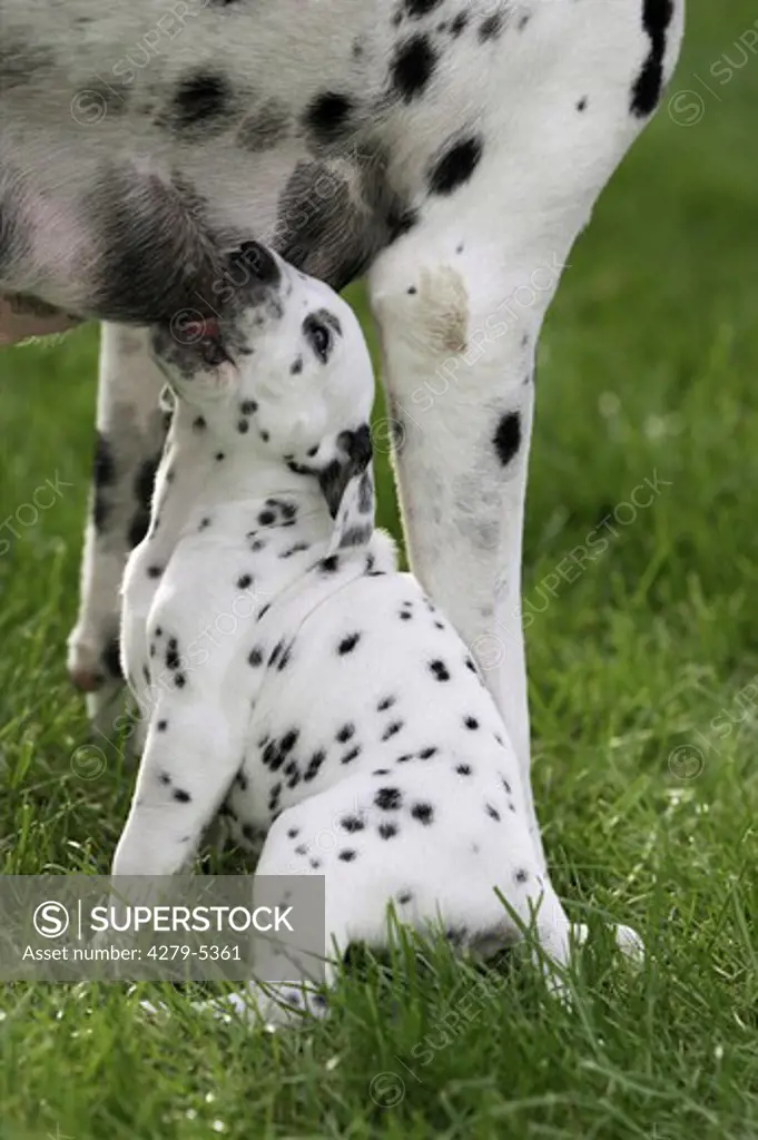dalmatian dog suckling puppy