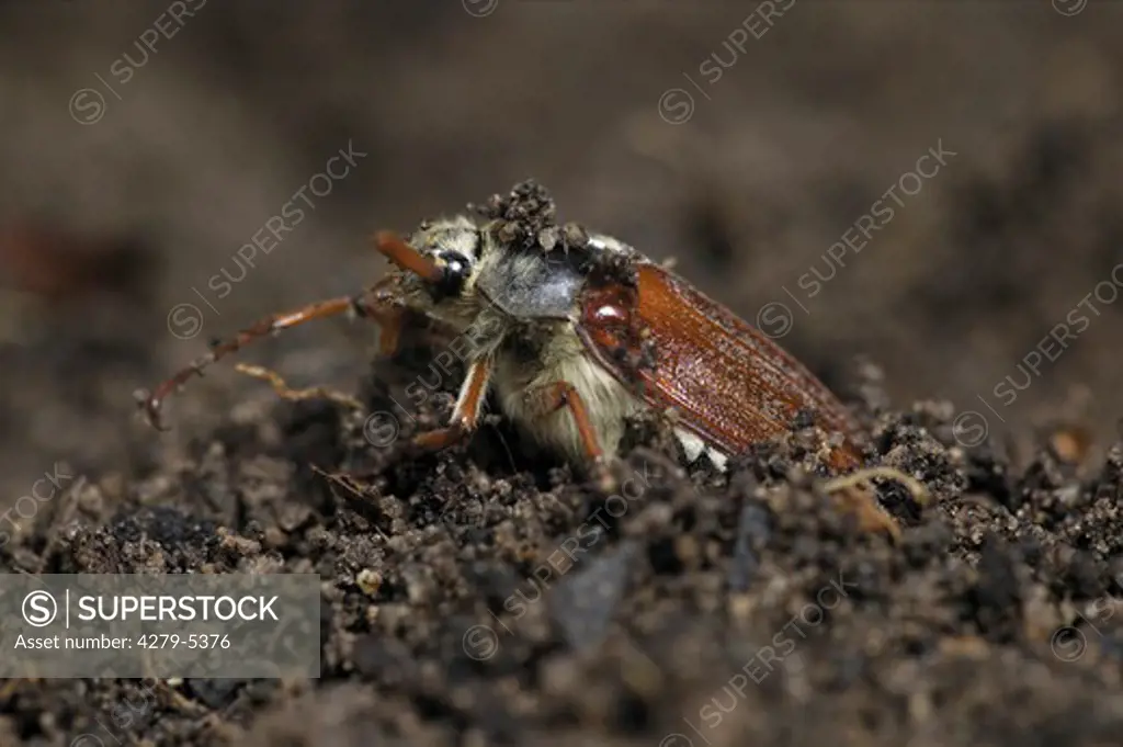 common cockchafer, maybug comming out of soil, Melolontha melolontha