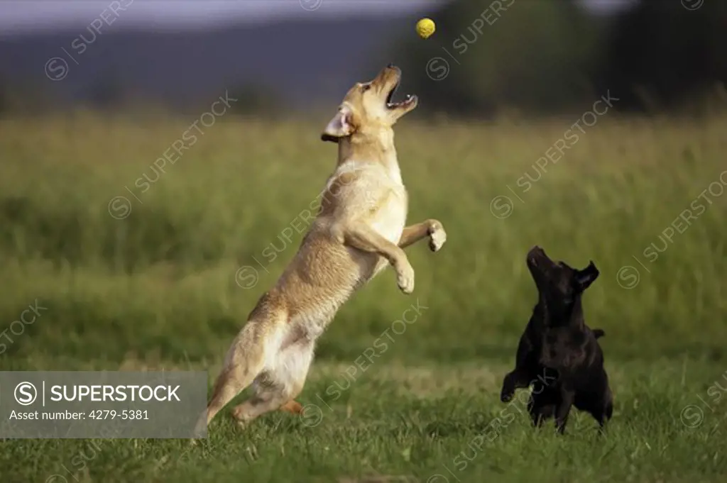 two dogs playing with ball