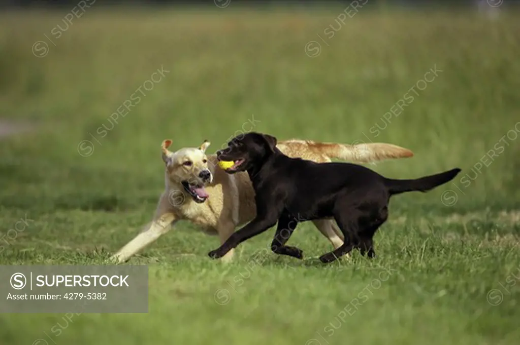 two dogs playing with ball