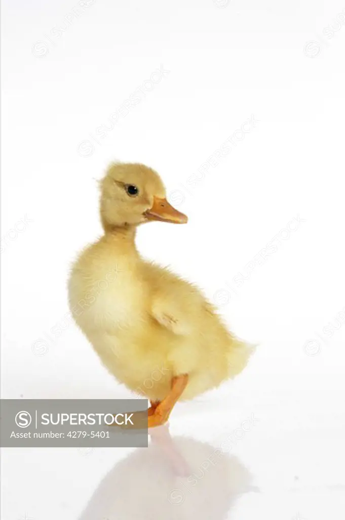 duck - chick