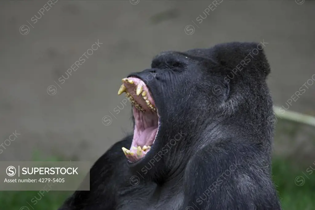 lowland gorilla - squalling, Gorilla gorilla gorilla