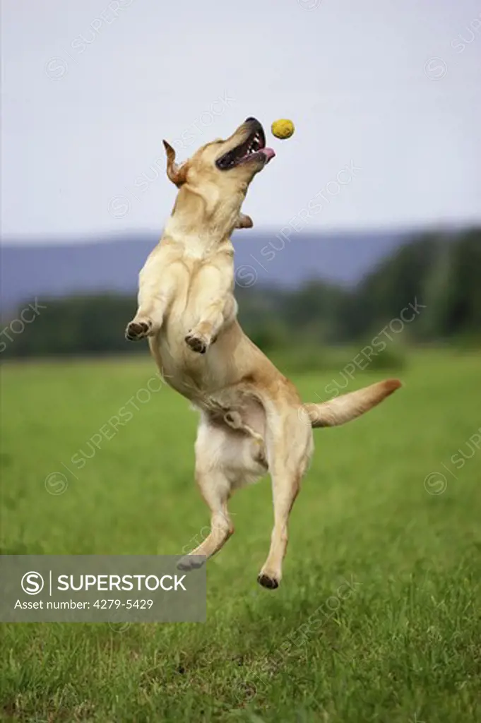 dog jumping to ball