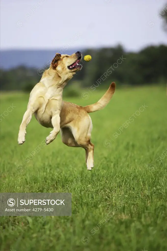 dog jumping to ball