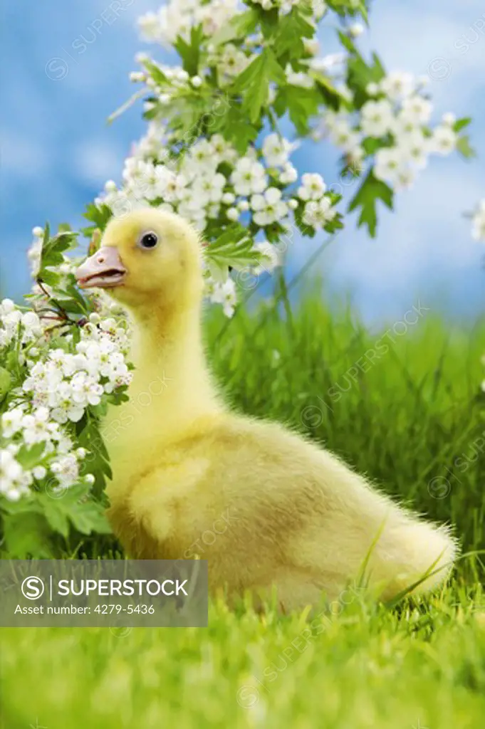 goose - chick on meadow