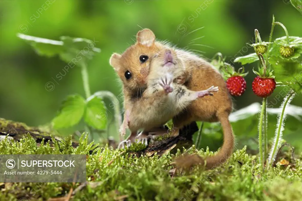 common dormouse, hazel mouse carrying cub, Muscaridinus avellanarius