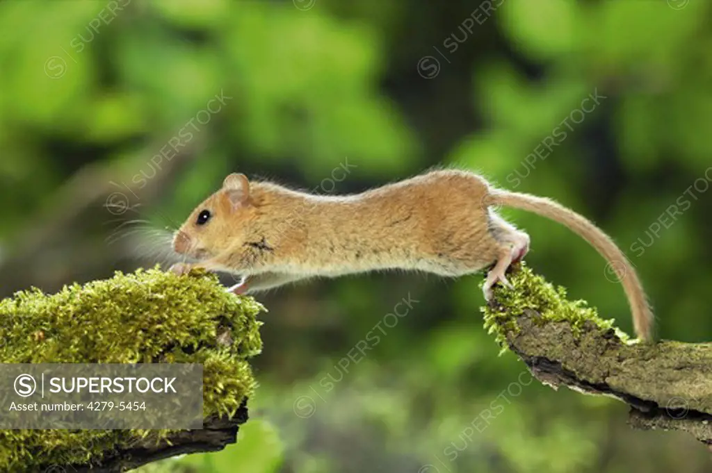 common dormouse, hazel mouse, Muscaridinus avellanarius