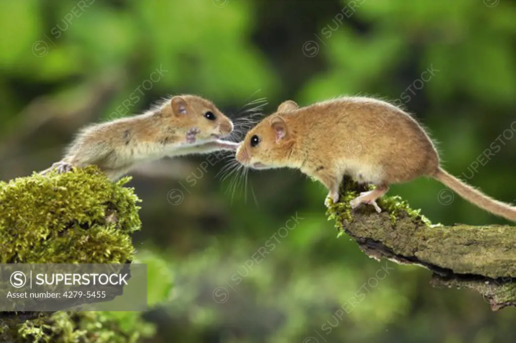 common dormouse, hazel mouse, Muscaridinus avellanarius