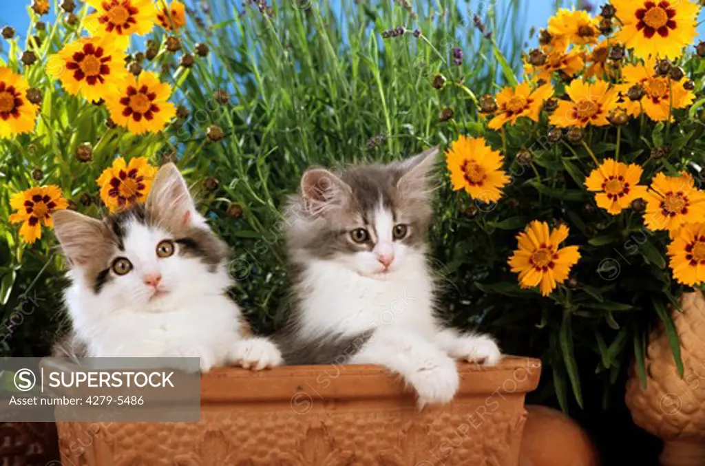two young norwegian cats in flower pot