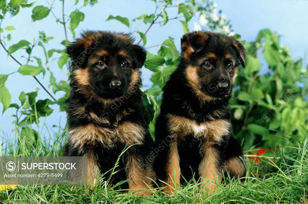 two german shepherd - puppies