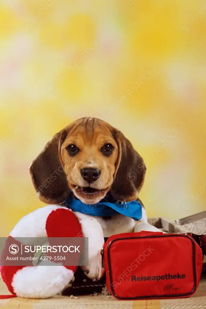 dog - puppy with first-aid kit
