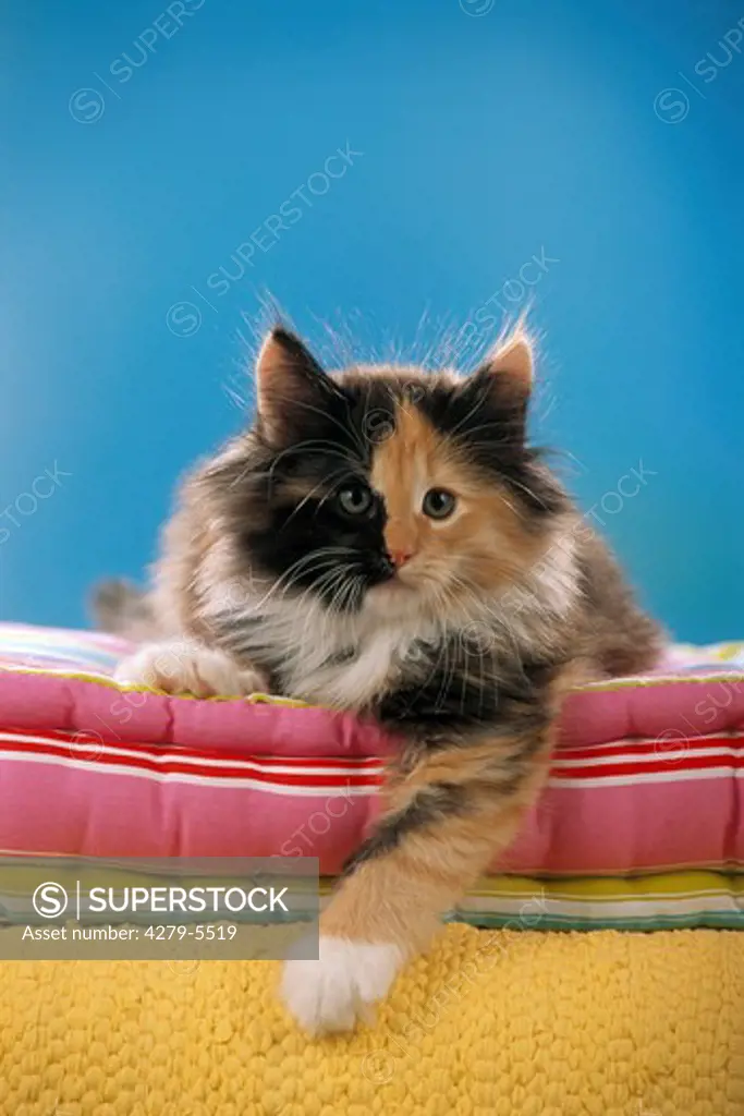 kitten lying on a pillow