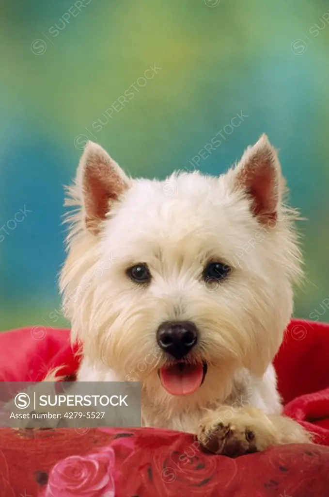 west highland white terrier - portrait