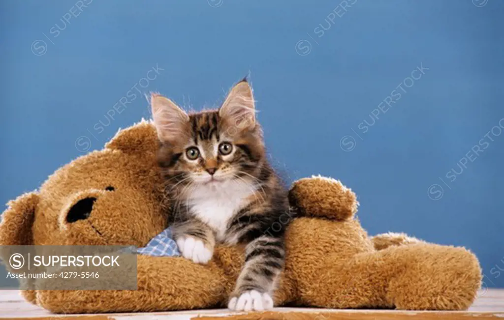 kitten - lying on teddy