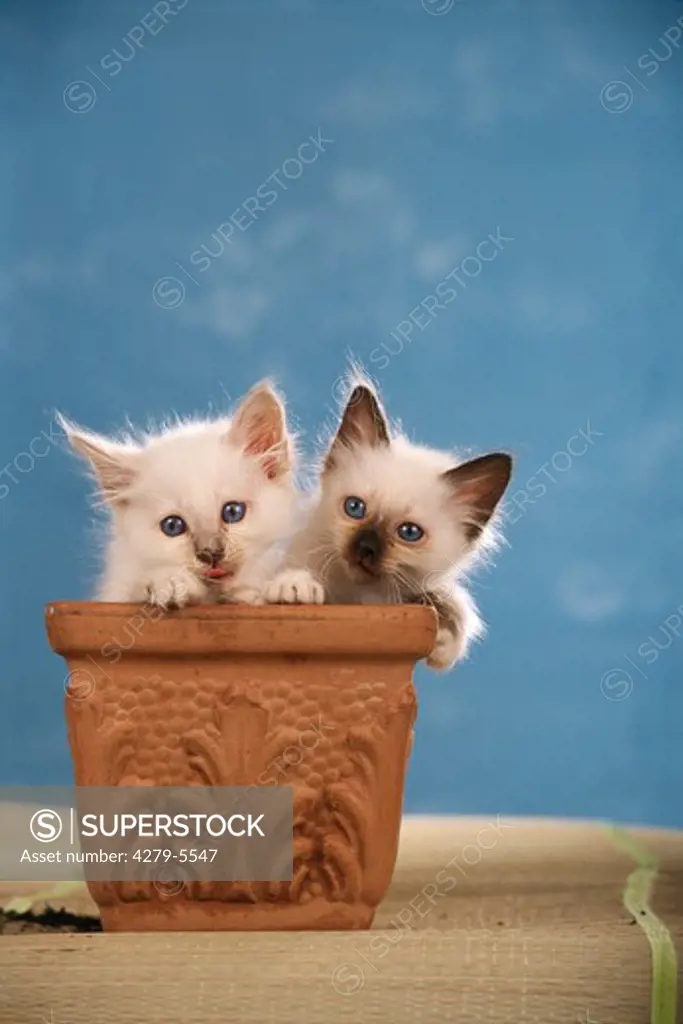 two young sacred cat of Burma in a flowerpot