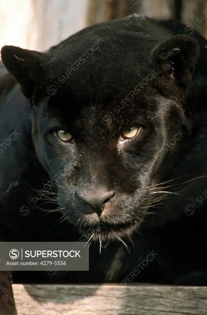 jaguar, Panthera onca