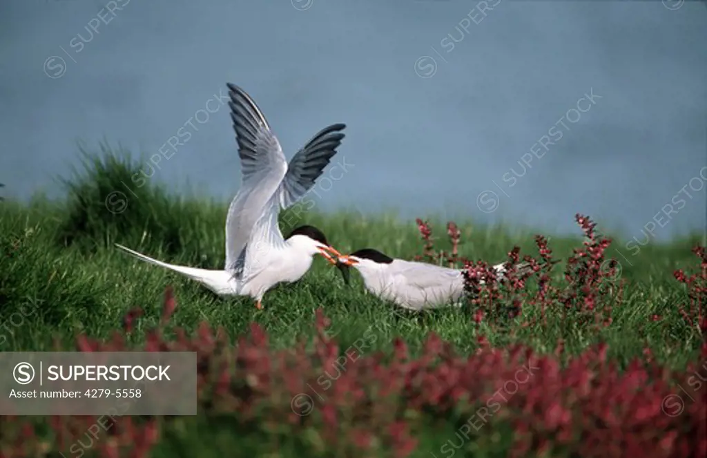 two Common terns with fish in bill, Sterna hirundo