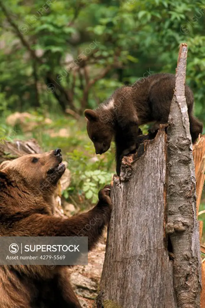 brown bear, grizzly bear with cub, Ursus arctos