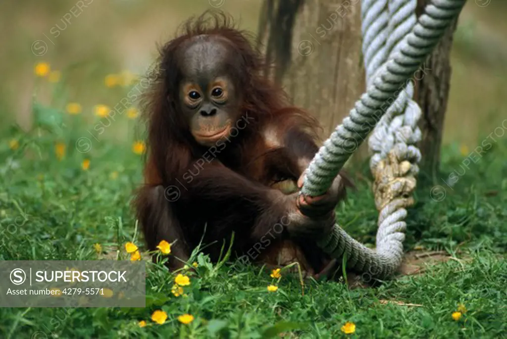 young orangutan, Pongo pygmaeus abeli