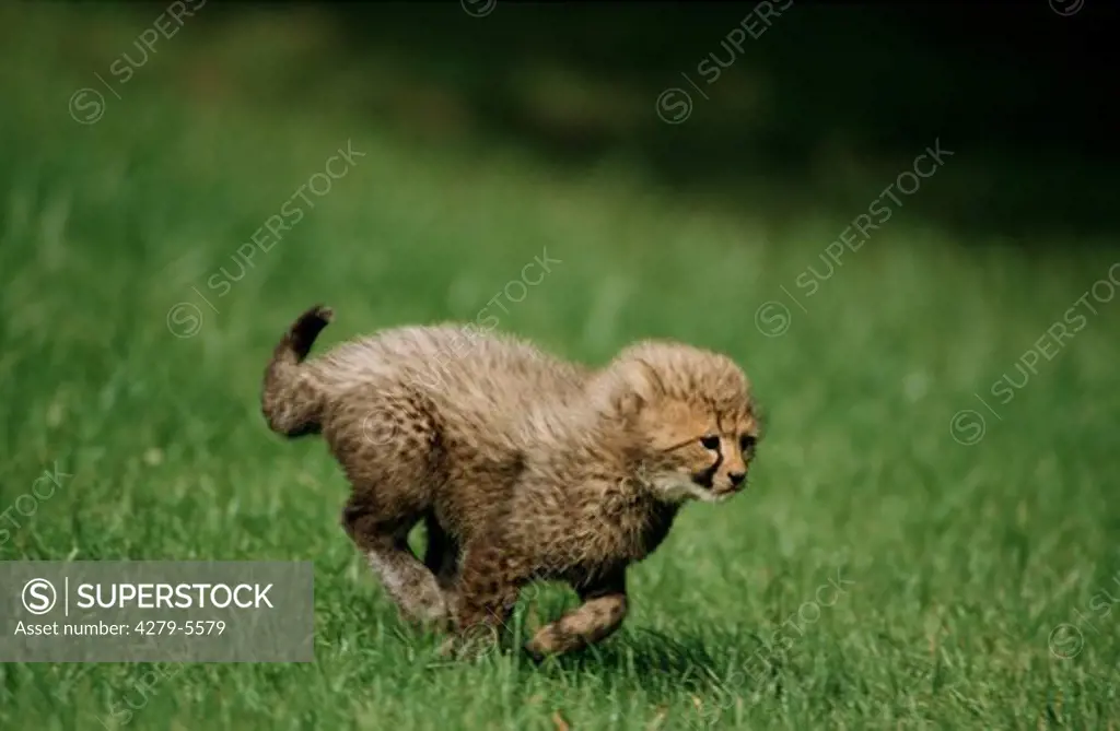 cheetah - cub running, Acinonyx jubatus