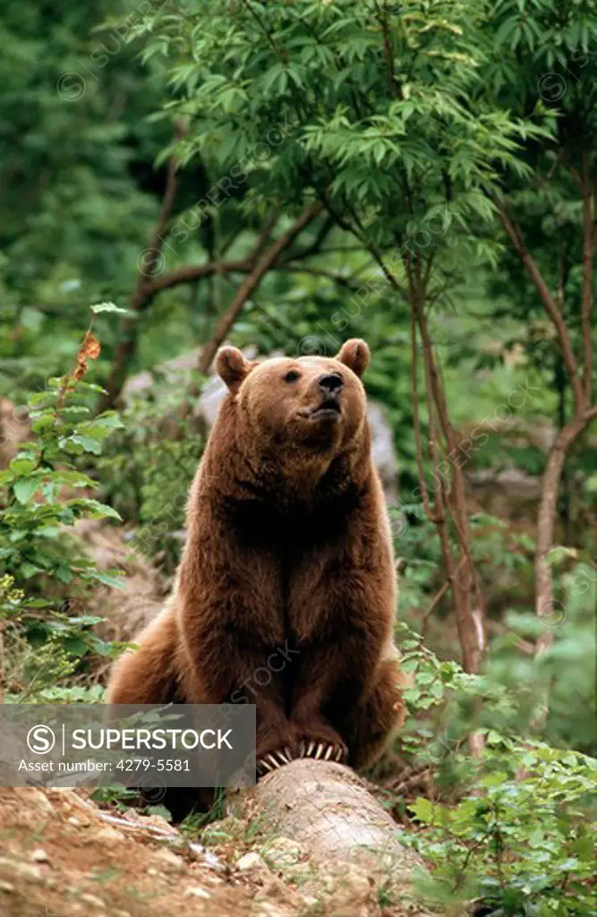 brown bear, grizzly bear - sitting on trunk, Ursus arctos