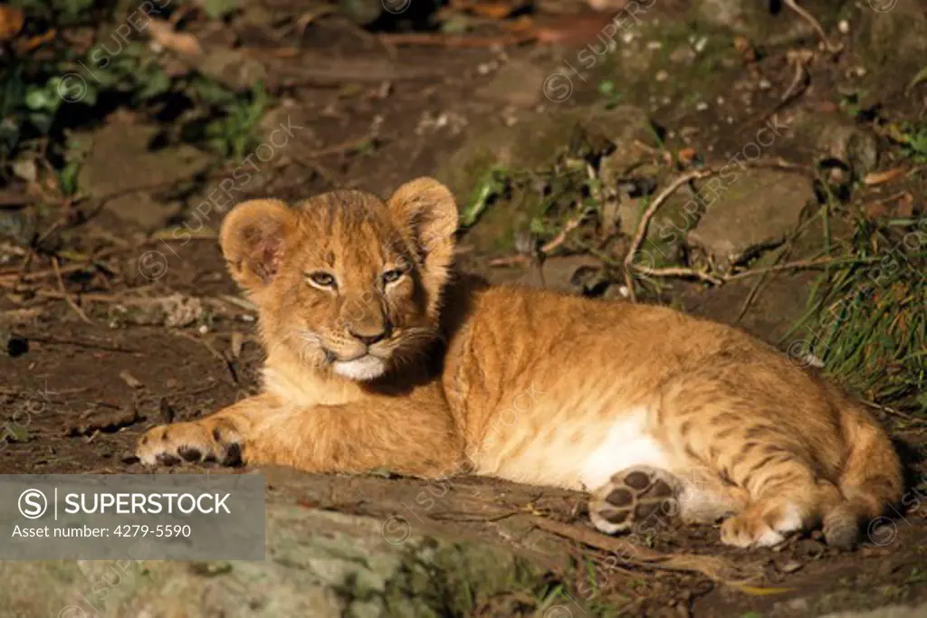 lion - cub lying, Panthera leo