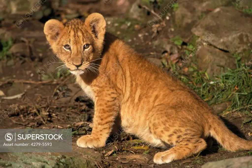 lion - cub, Panthera leo