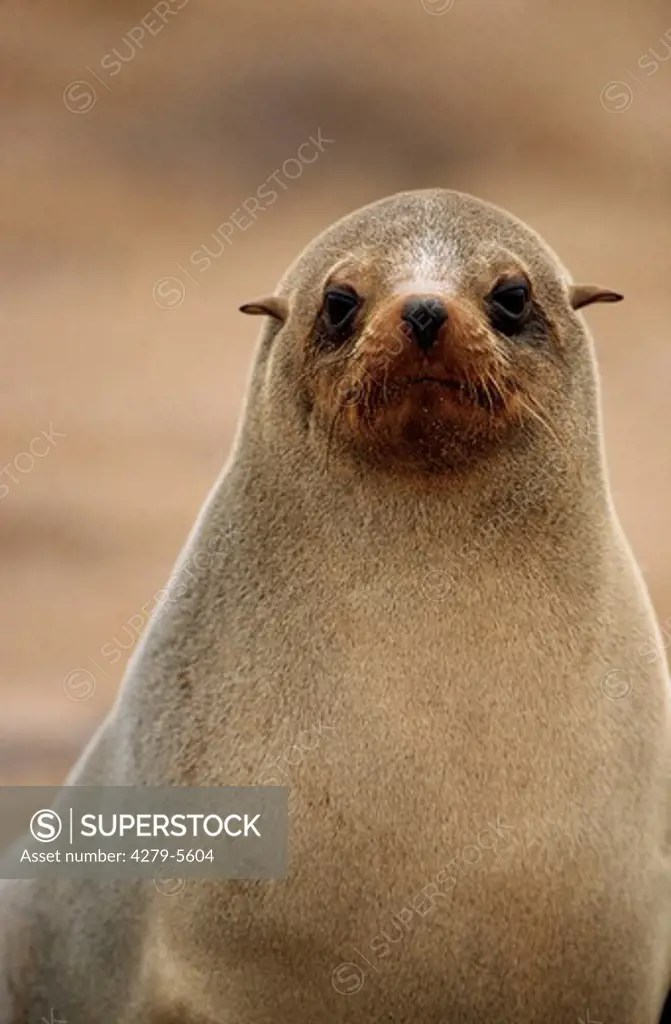 South African Fur Seal - Portrait, Arctocephalus pusillus