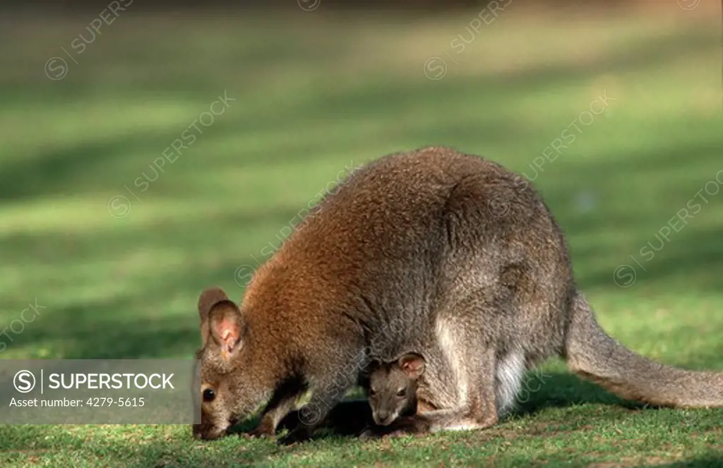 red-necked wallaby, Macropus rufogriseus
