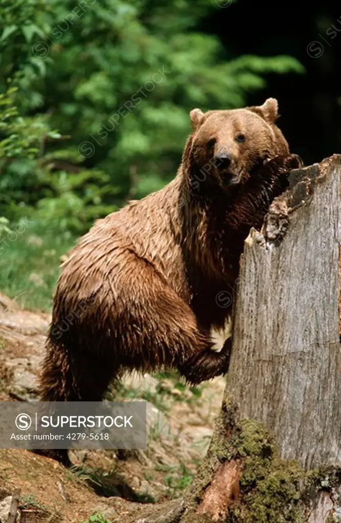 brown bear, grizzly at tree-stump, Ursus arctos