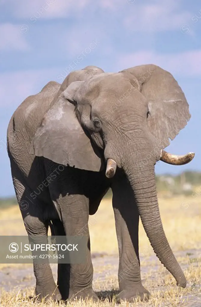 Loxodonta africana, African elephant