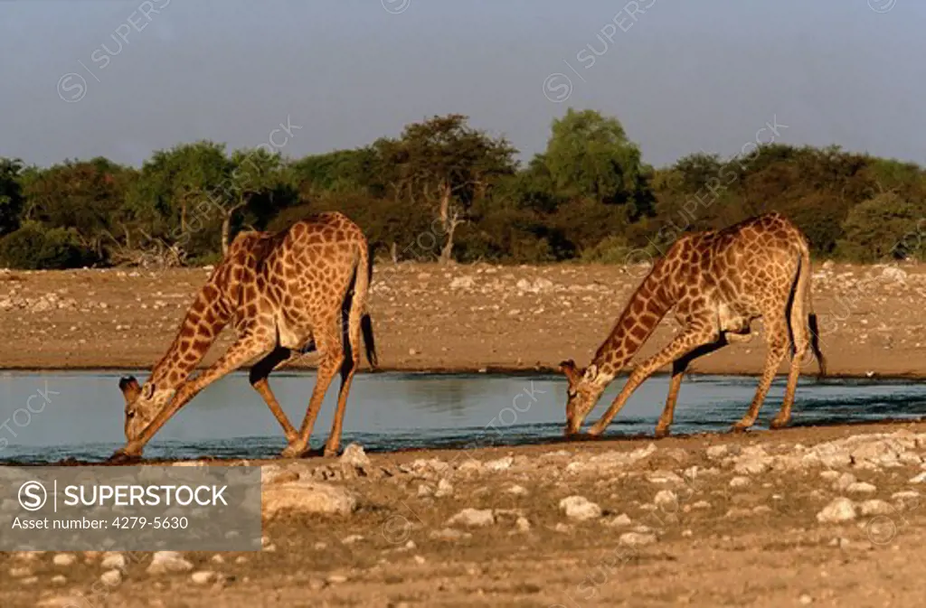 Giraffa camelopardalis, two giraffes - drinking