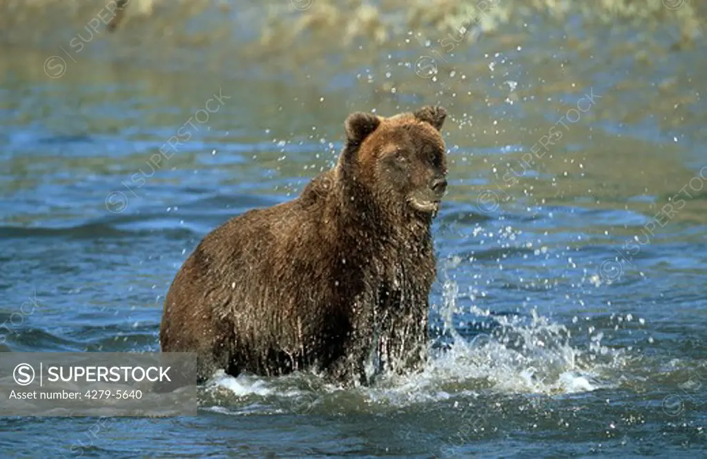 Ursus arctos, brown bear