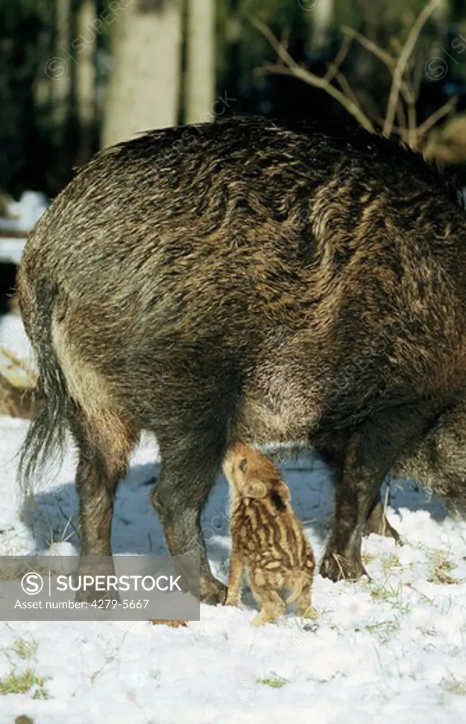 wild boar, pig - wild sow breastfeeding shoat in snow, Sus scrofa