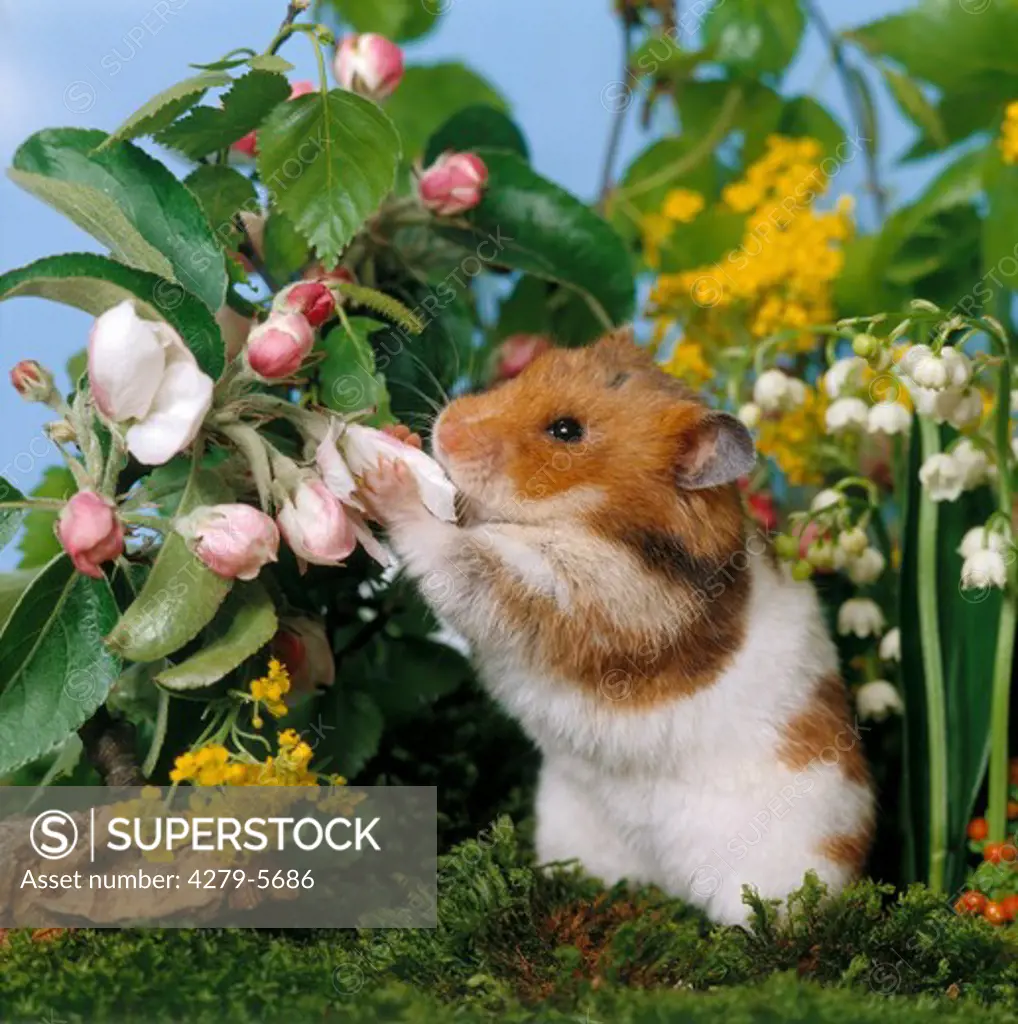 golden hamster smelling at flower, mesocricetus auratus