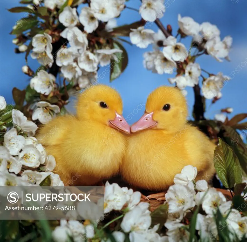 two chicks - between blossoms
