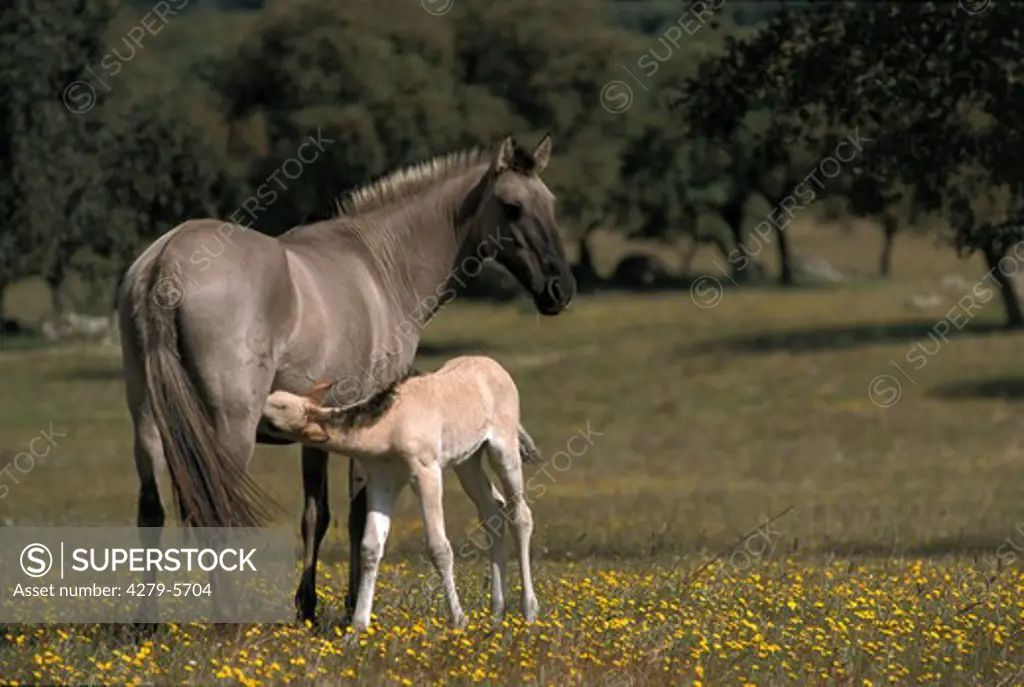 horse - mare suckling foal