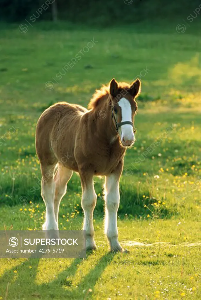 cold-blood horse - foal on meadow