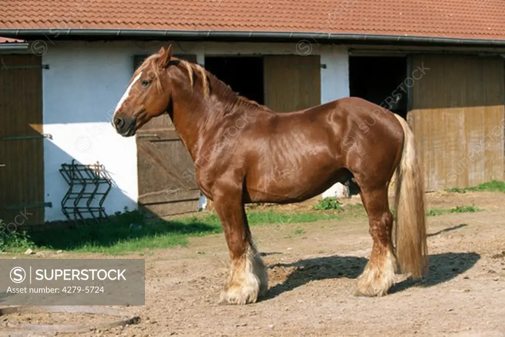 cold-blood horse - stallion