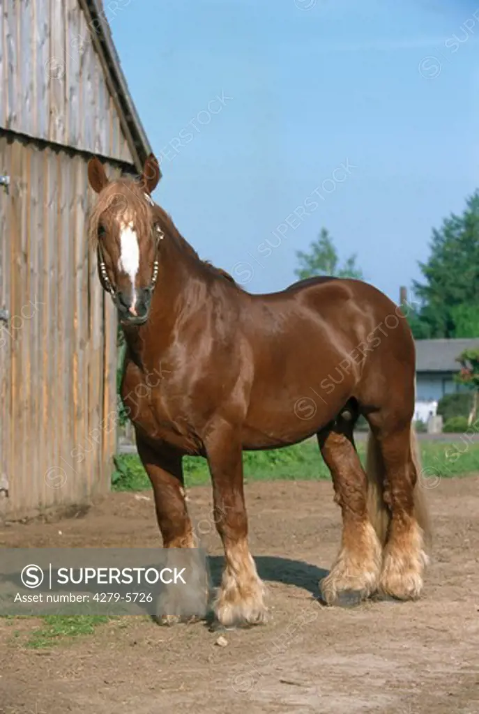 cold-blooded horse - stallion standing