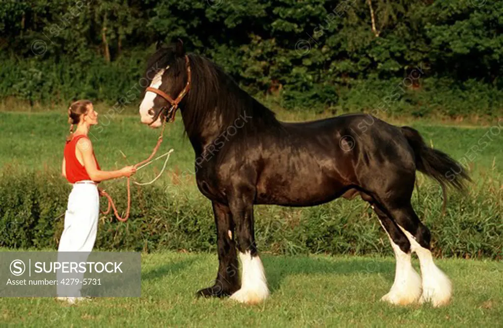 proportions : Shire Horse and human