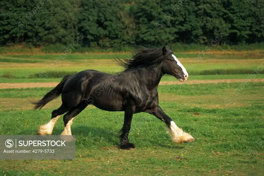 Shire Horse - galloping