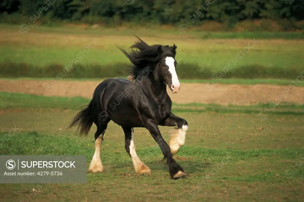 Shire Horse - running on meadow