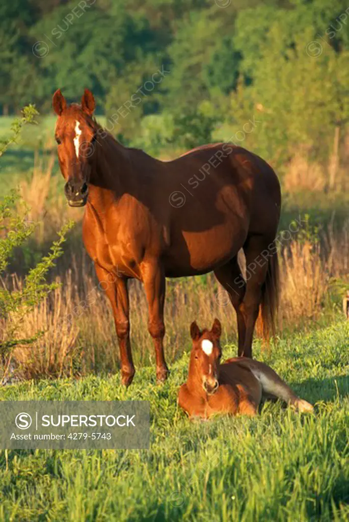 Quarter Horse mare with foal on meadow