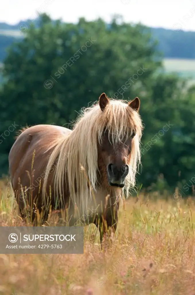 pony standing on meadow