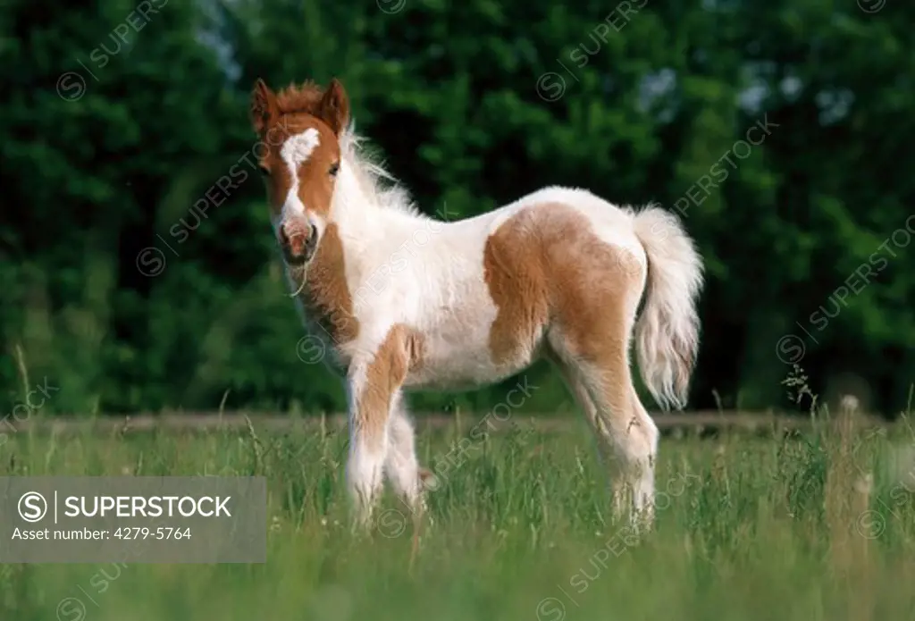 pony - foal on meadow