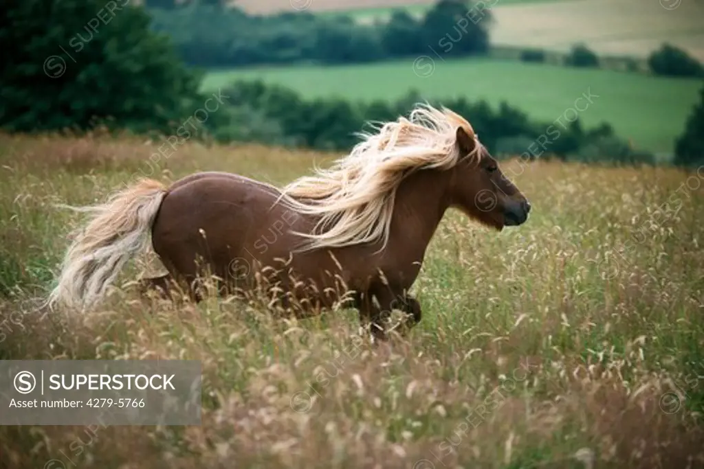 pony running across meadow