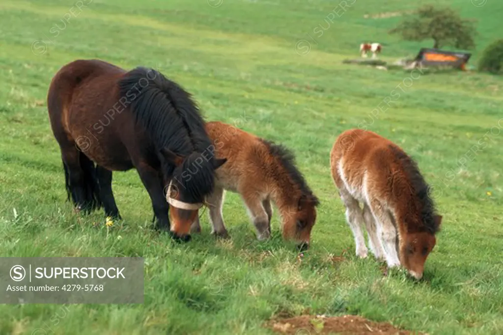 Shetlandpony - mare with two foals