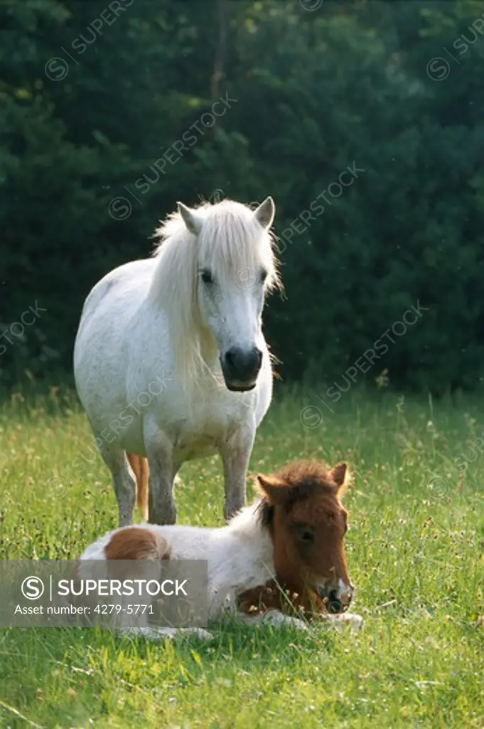 pony - mare with foal on meadow
