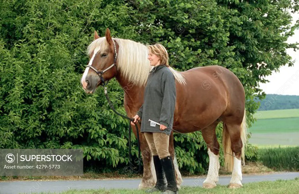 coldblooded horse standing next to a woman